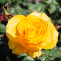 Rosier Hadangel - Rosa hadangel - Bakker