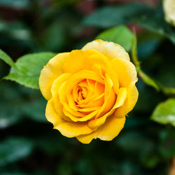 Rosier Hadangel - Bakker