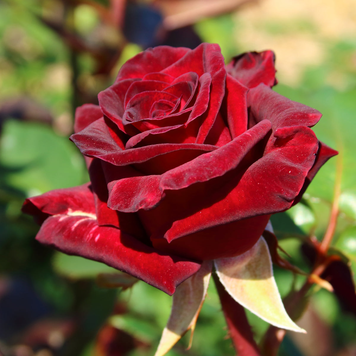 Rosier buisson Black Baccara ® Meidebenne - Bakker