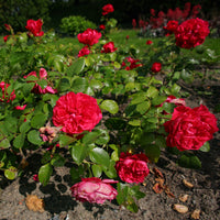 Rosier floribunda Red Leonardo da Vinci ® Meiangele - Bakker