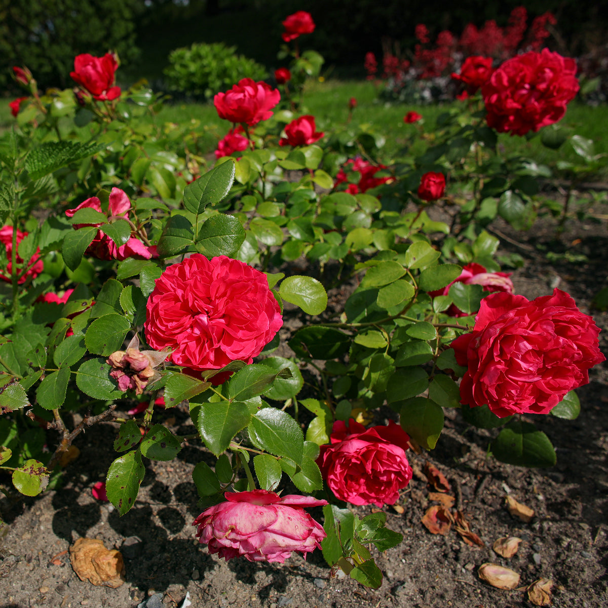 Rosier floribunda Red Leonardo da Vinci ® Meiangele - Bakker