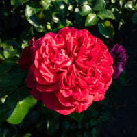 Rosiers - Rosier floribunda Red Leonardo da Vinci ® Meiangele - Rosa floribunda Red Leonardo Da Vinci ® Meiangele