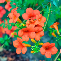 Bignone Madame Galen - Bakker