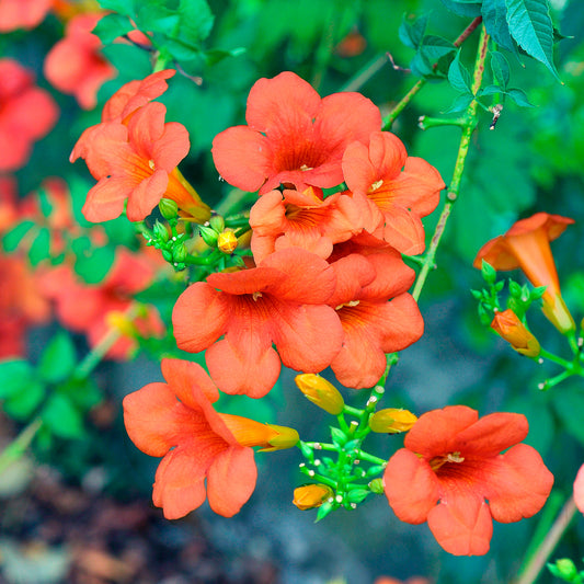 Bignone Madame Galen - Bakker