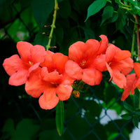 Vente Plantes grimpantes - Bignone Madame Galen