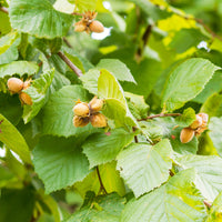 Noisetier - Noisetier vert - Corylus avellana
