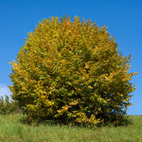Noisetier vert - Corylus avellana - Bakker