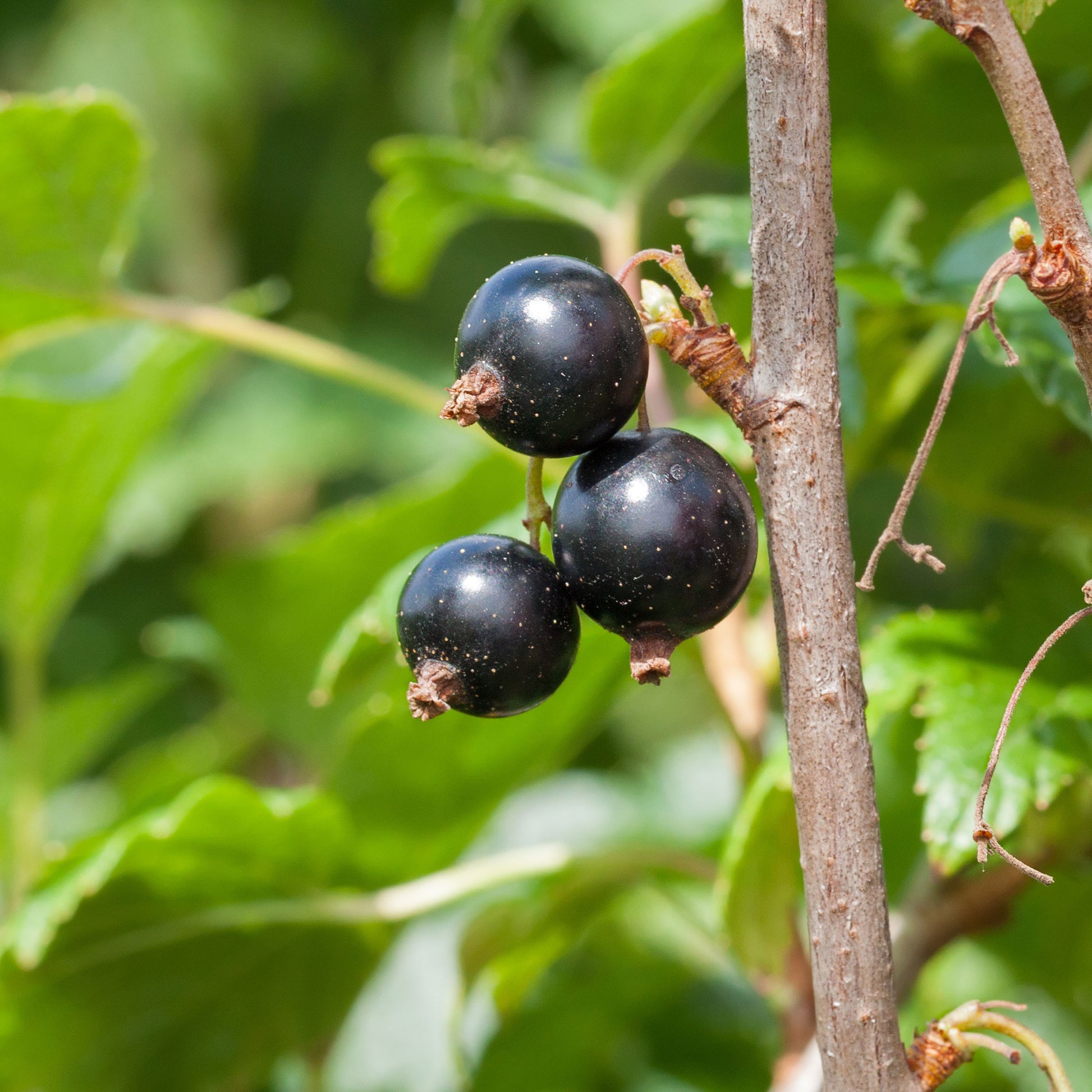Cassissier à gros fruits Andega - Bakker