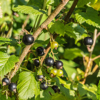Cassissier à gros fruits Andega - Ribes nigrum 'andega' - Bakker