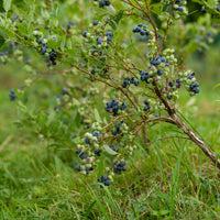 Myrtillier Vitaminos EXTRA - Vaccinium corymbosum Vitaminos - Bakker