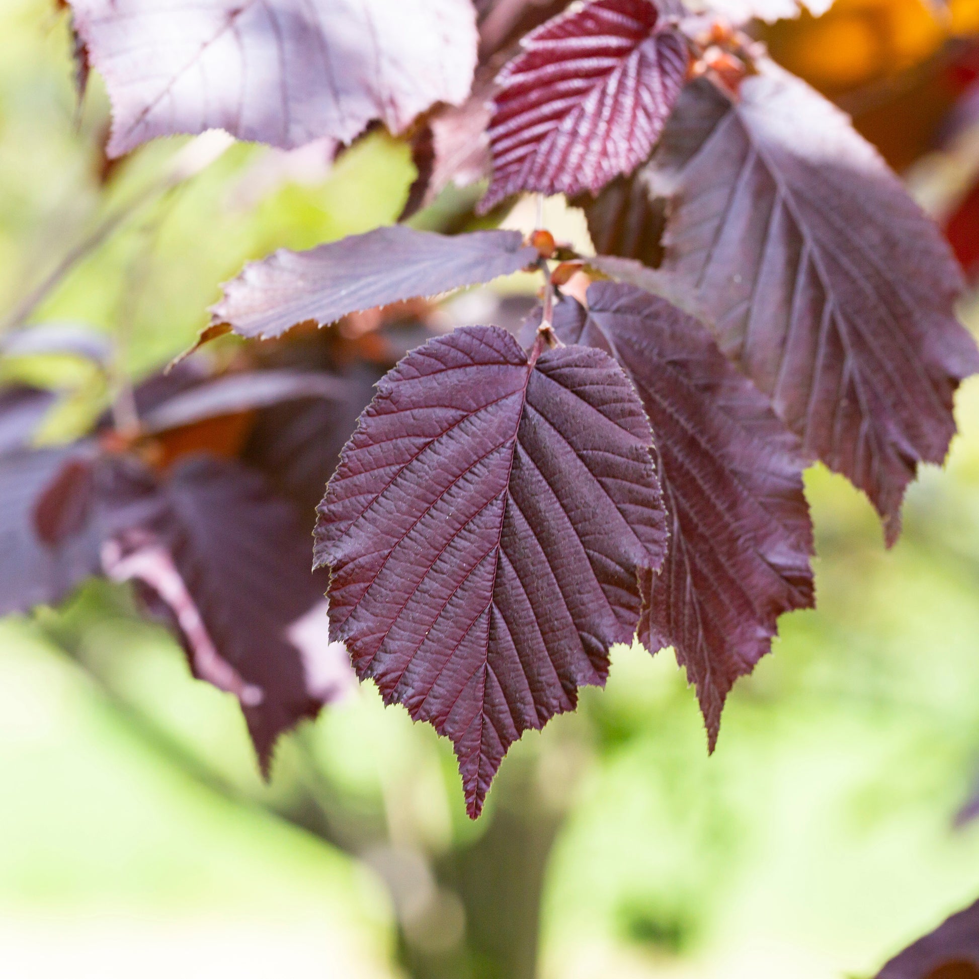 Vente Noisetier pourpre - Corylus maxima purpurea