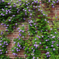 Glycine Toujours en fleurs - Wisteria frutescens Amethyst Falls - Bakker