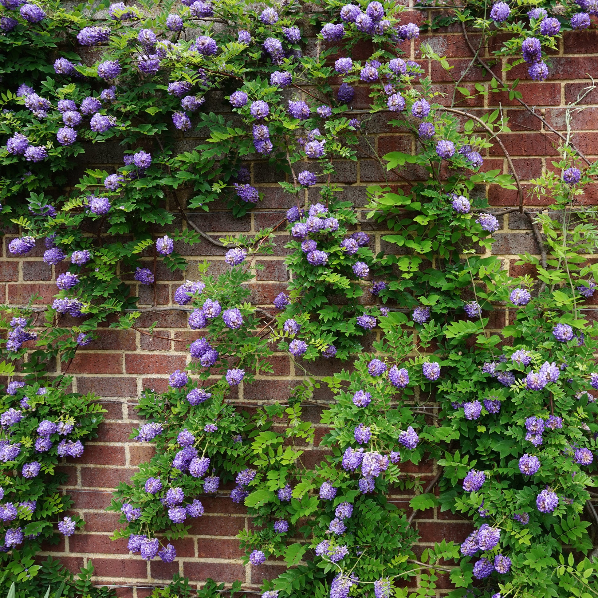 Glycine Toujours en fleurs - Wisteria frutescens Amethyst Falls - Bakker