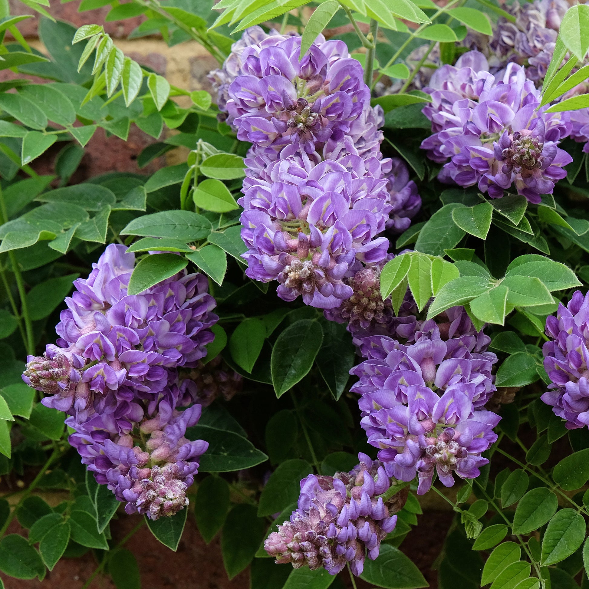 Wisteria frutescens Amethyst Falls - Glycine Toujours en fleurs - Glycine