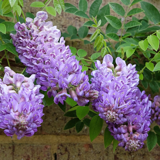 Glycine Toujours en fleurs - Bakker