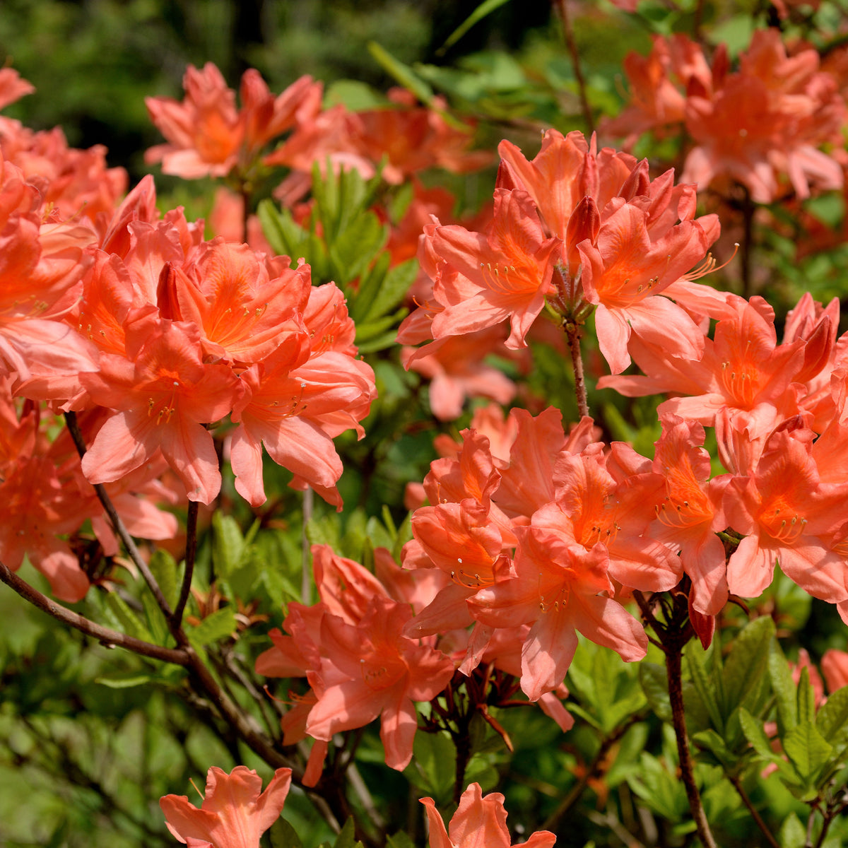 Azalée de Chine rouge orangée - Rhododendron (azalea x Knapp Hill) Fireball - Bakker