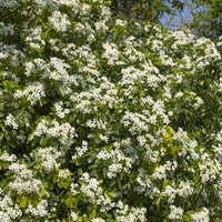 Choisya ternata - Oranger du Mexique - Arbustes de Balcon