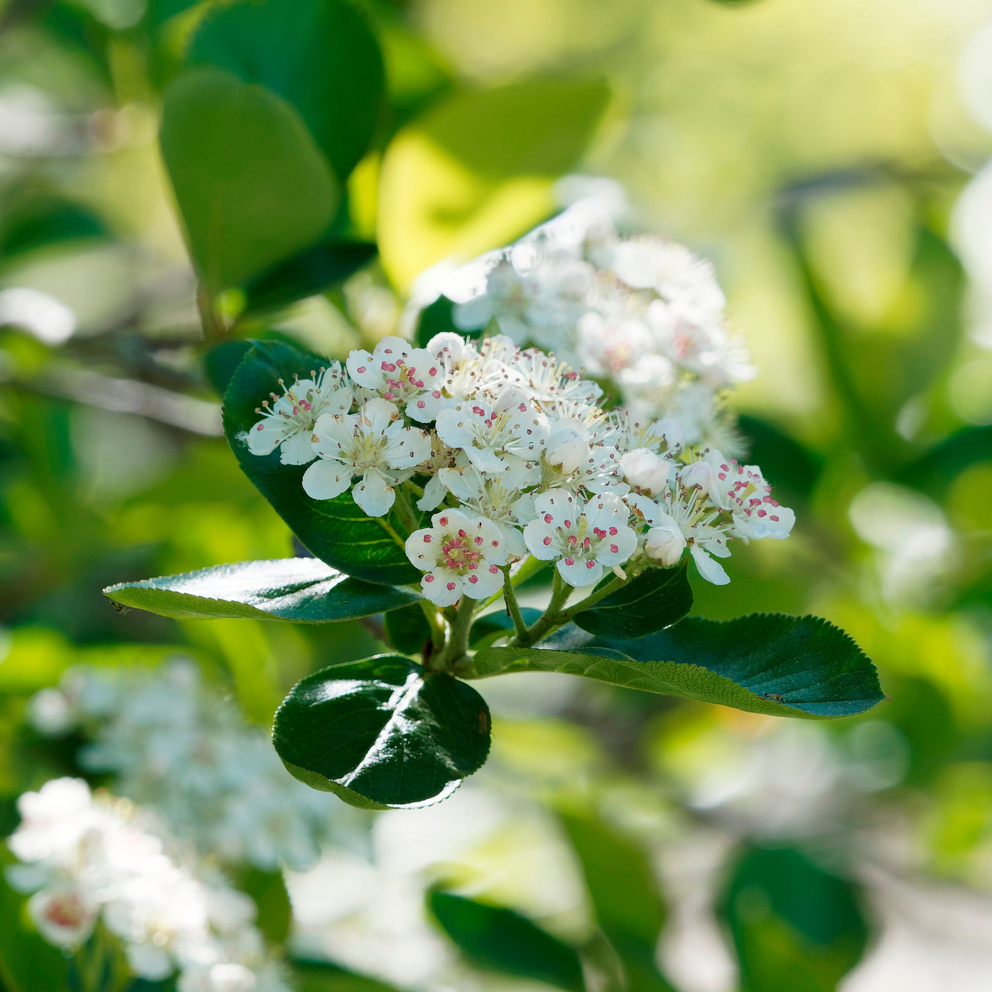 Arbustes - Aronia viking - Aronia melanocarpa viking