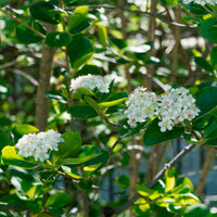 Aronia viking - Bakker