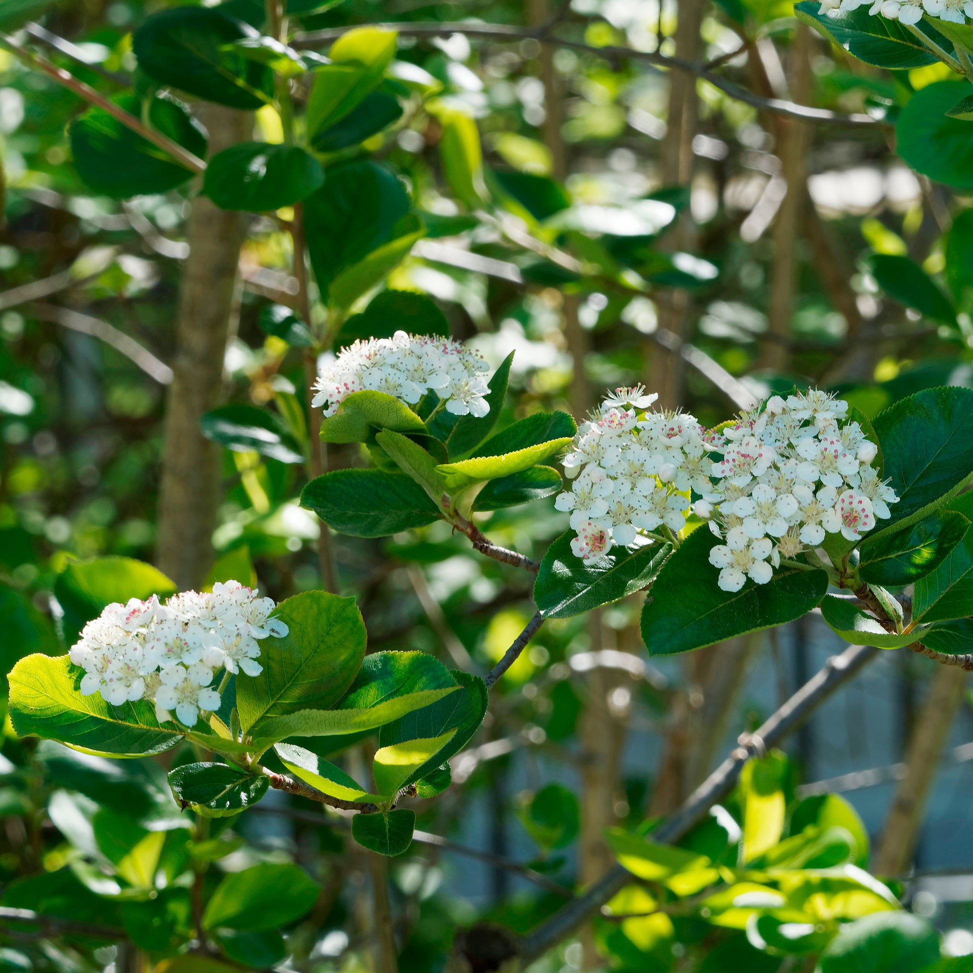 Aronia viking - Bakker