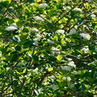 Aronia viking - Aronia melanocarpa viking - Bakker