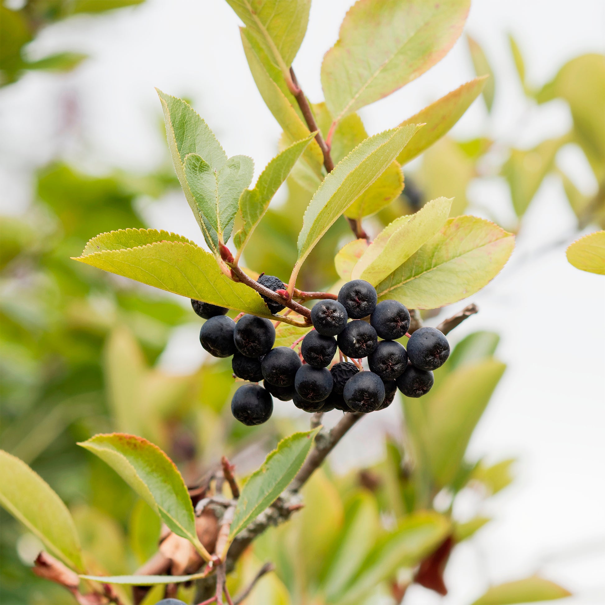 Aronia viking - Arbustes - Bakker