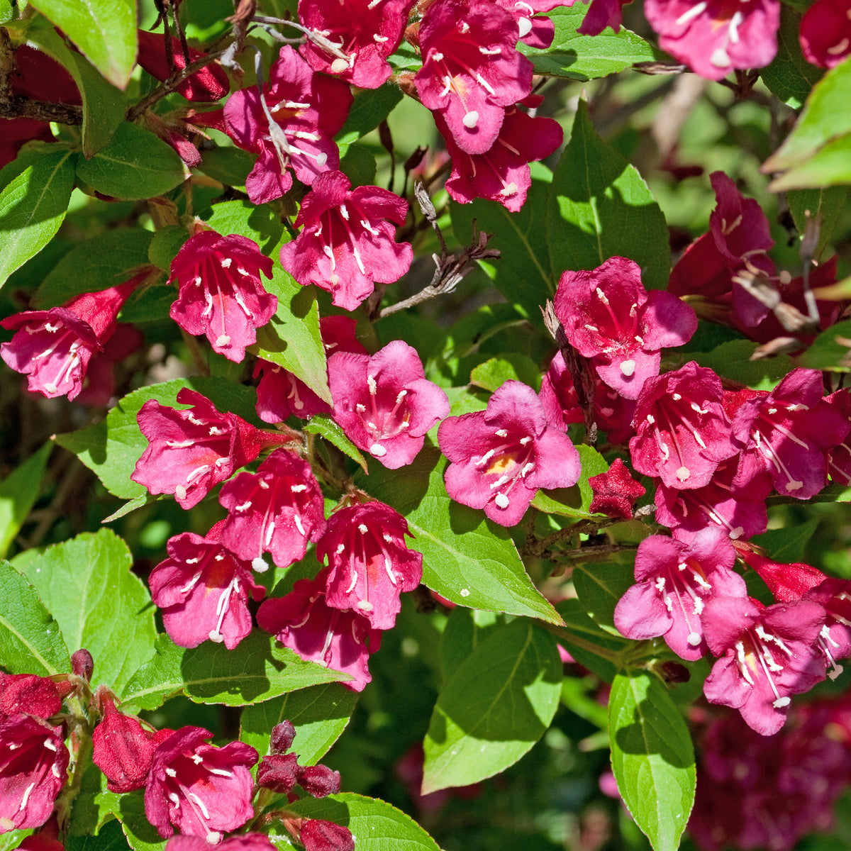 Weigelia Bristol Ruby