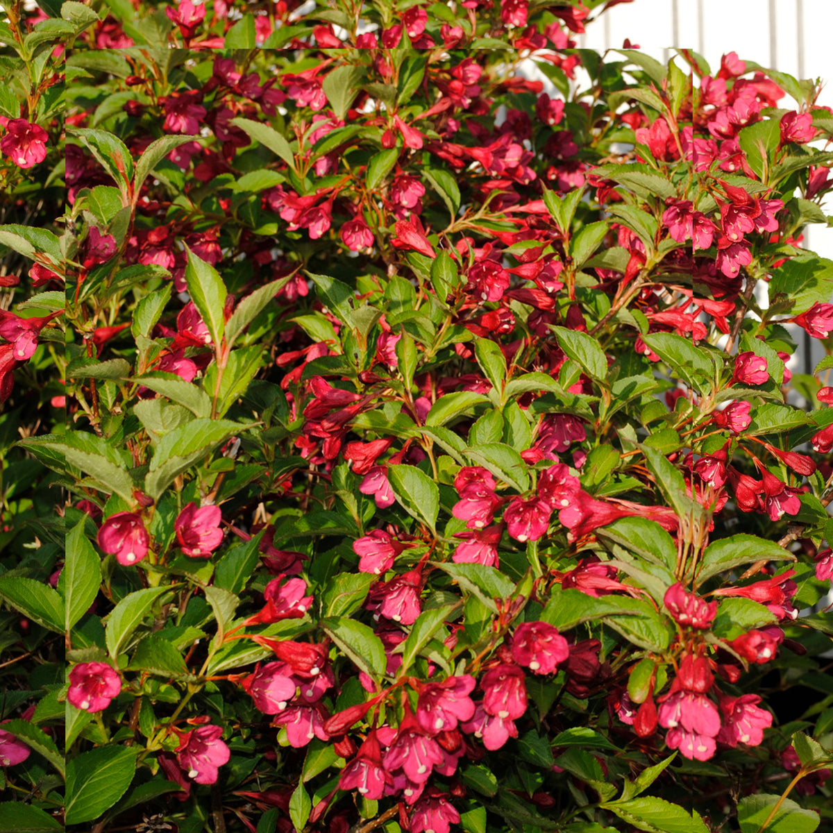 Weigelia Bristol Ruby