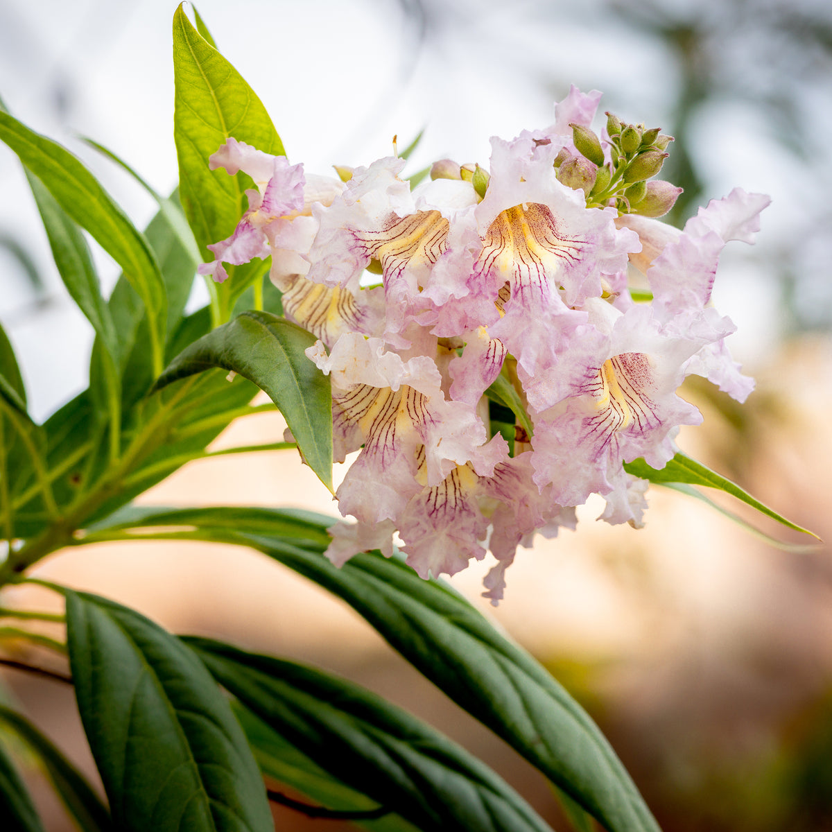 Chitalpa Pink Dawn - Bakker