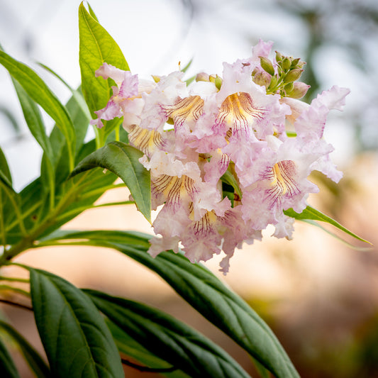 Chitalpa Pink Dawn - Bakker