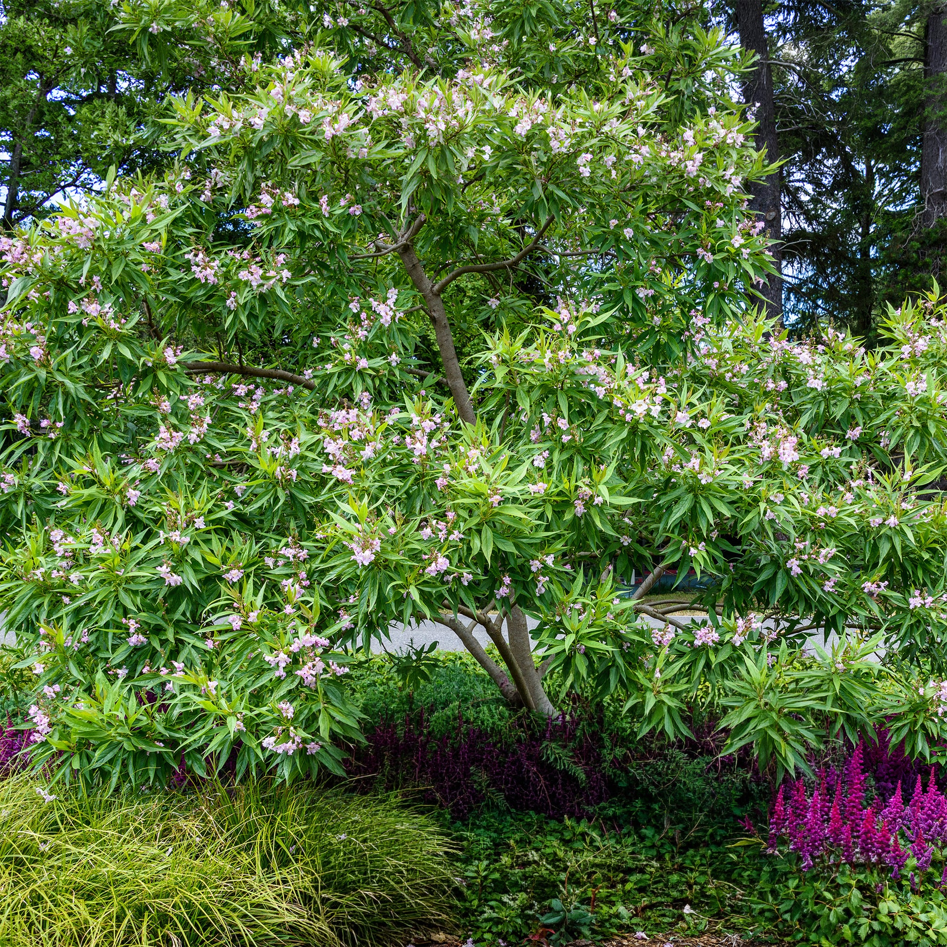 Chitalpa tashkentensis pink dawn - Chitalpa Pink Dawn - Plantes de terrasses et balcons
