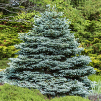 Picea pungens maculata - Sapin bleu Sélection Bakker - Conifères