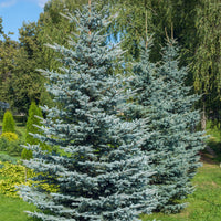 Sapin bleu Sélection Bakker - Picea pungens maculata - Bakker