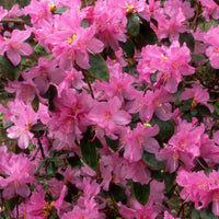 Vente Rhododendron précoce - Rhododendron praecox