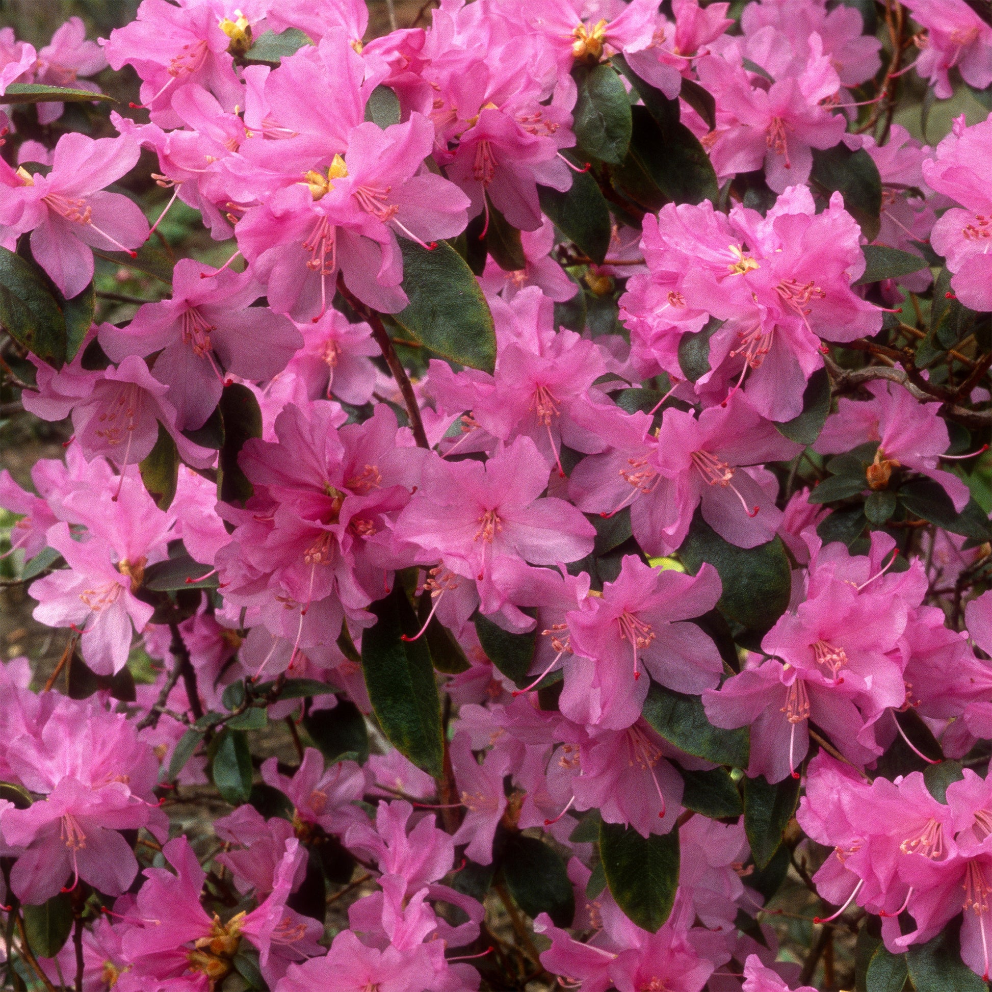 Vente Rhododendron précoce - Rhododendron praecox