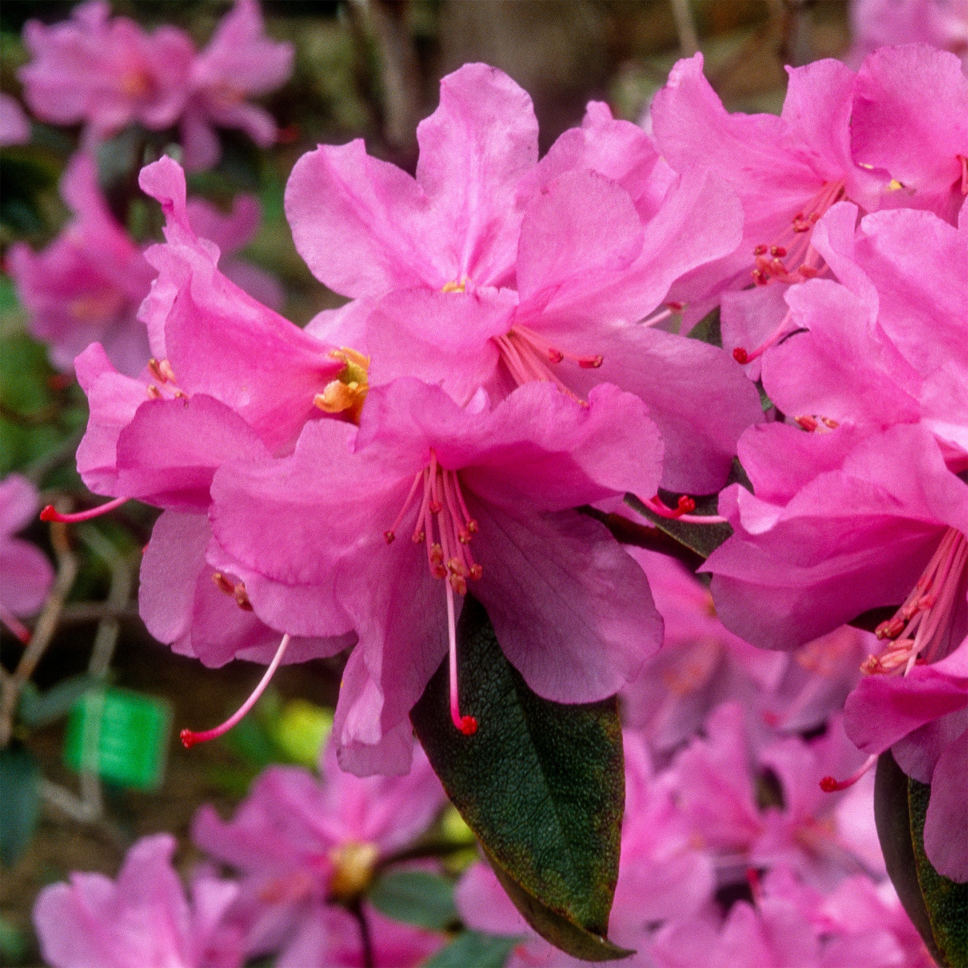 Rhododendron - Rhododendron précoce - Rhododendron praecox