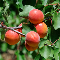 Abricotier Pêche De Nancy - Bakker
