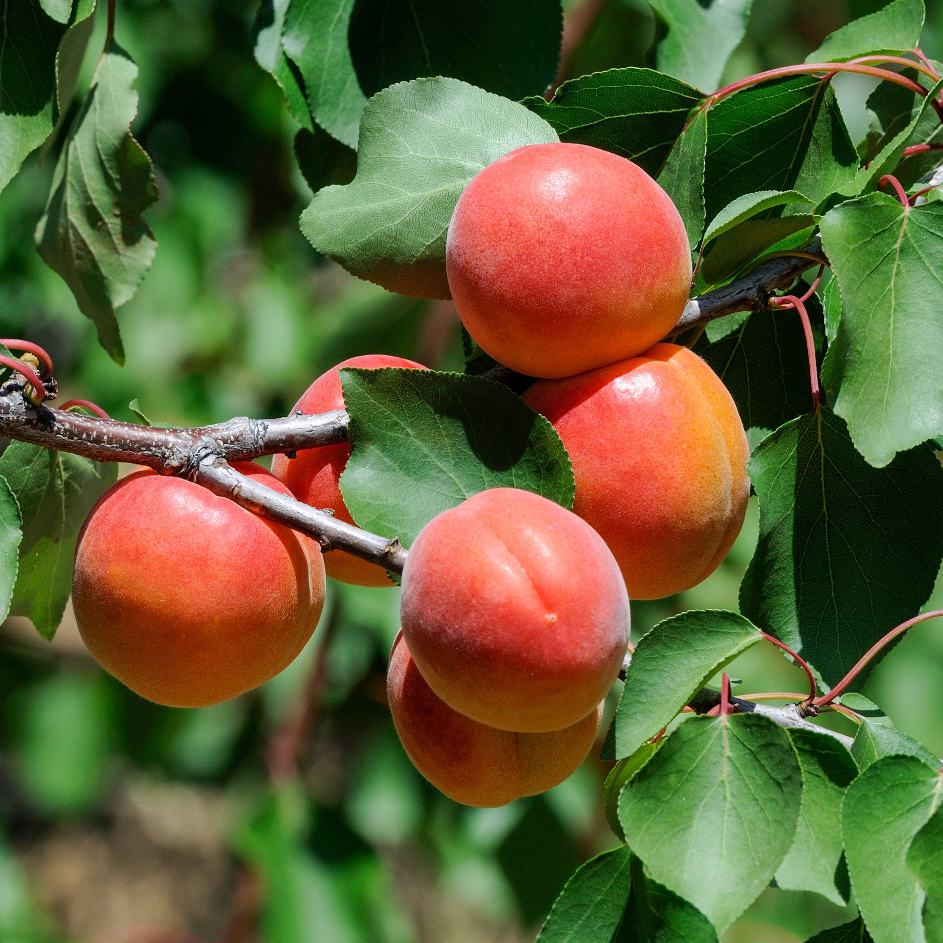 Abricotier Pêche De Nancy - Bakker