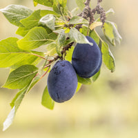 Vente Prunier Quetsche d'Alsace - Prunus domestica Quetsche d'Alsace