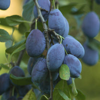 Pruniers - Prunier Quetsche d'Alsace - Prunus domestica Quetsche d'Alsace