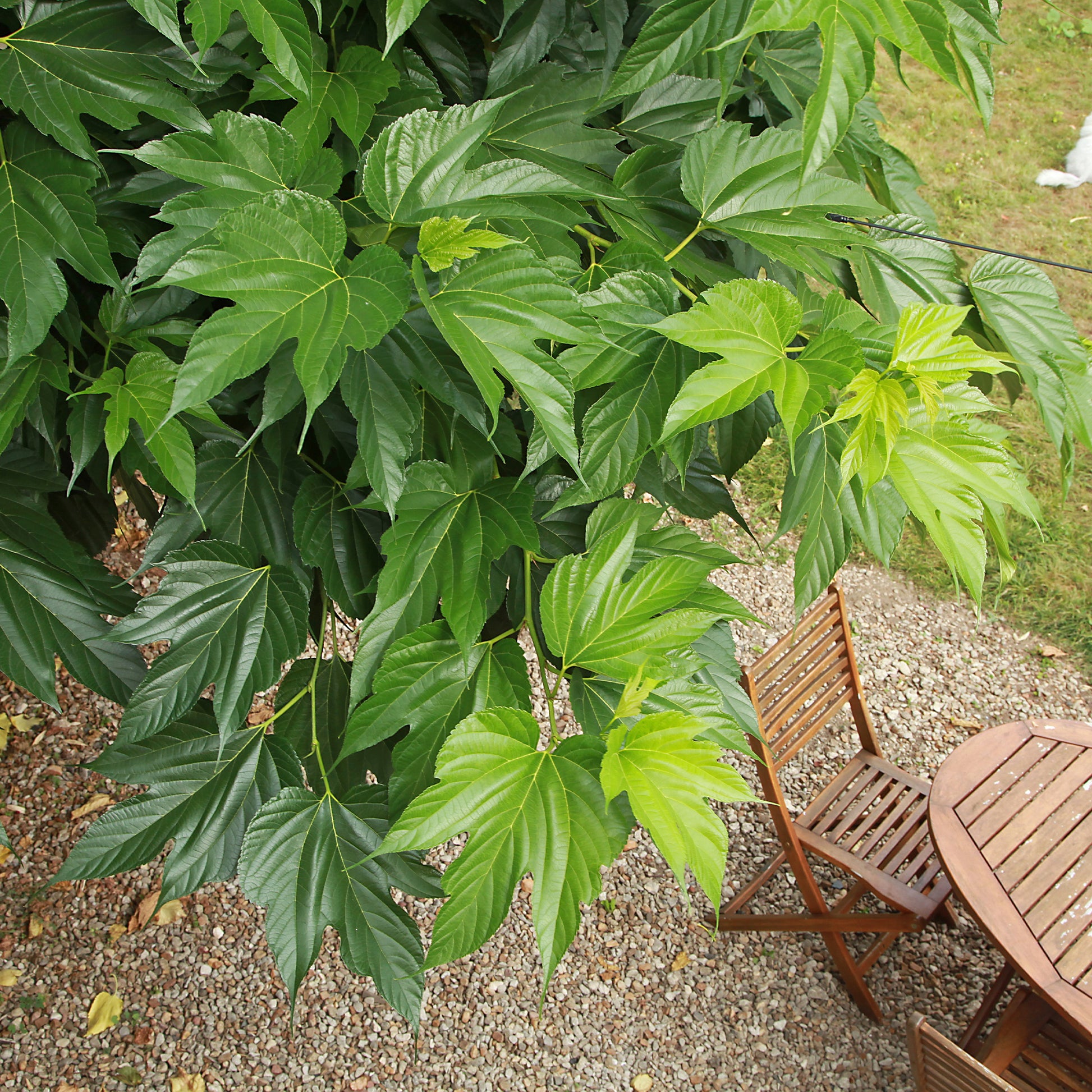 Vente Morus alba Macrophylla - Mûrier à grandes feuilles