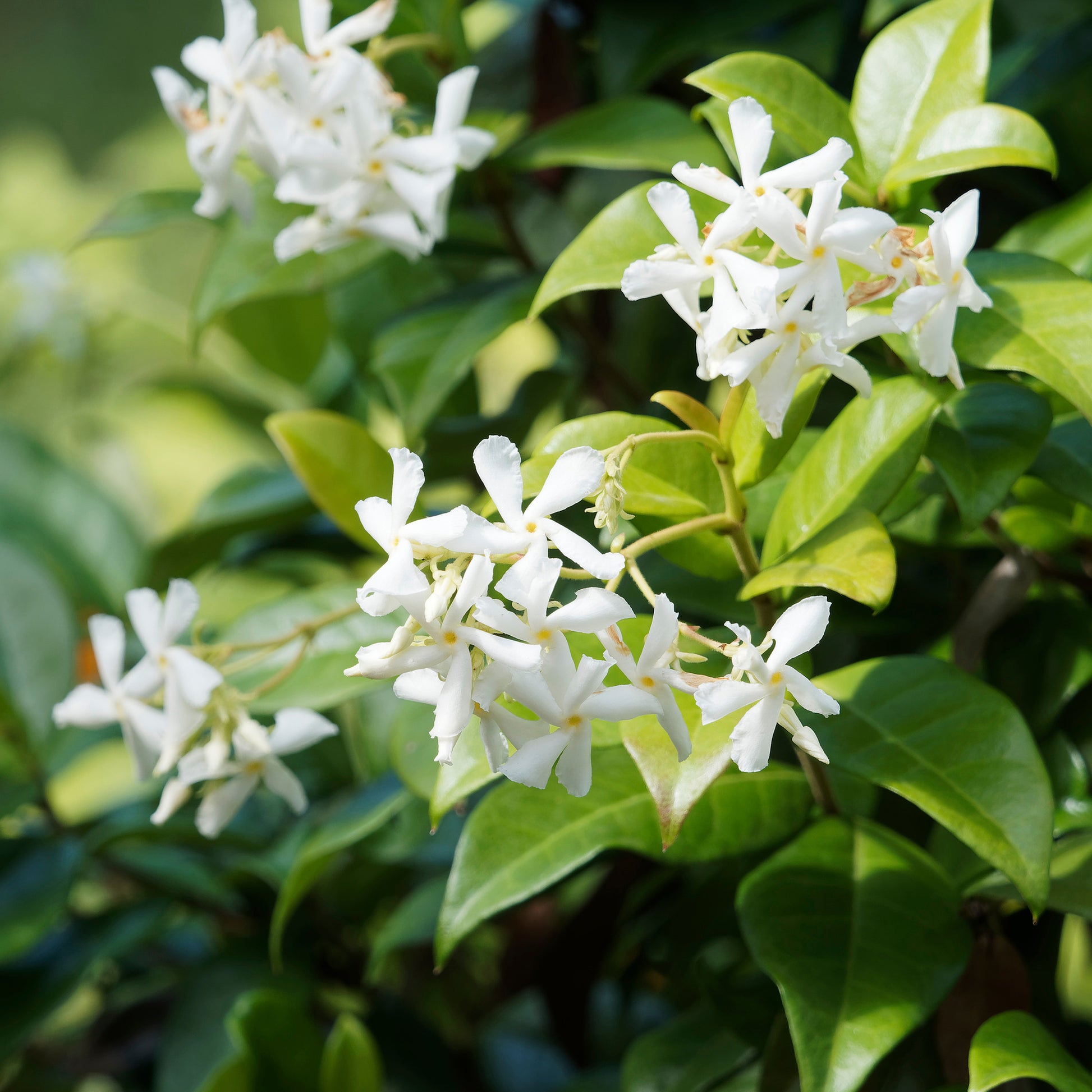 Vente Collection de 3 grimpantes : jasmin, glycine, hortensia grimpant