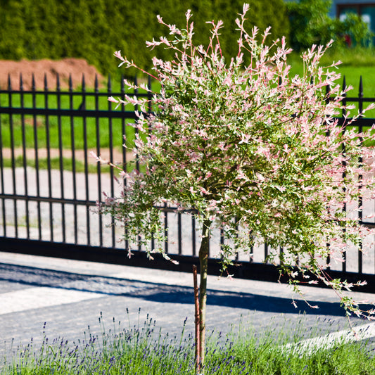 Saule Crevette sur tige - Bakker