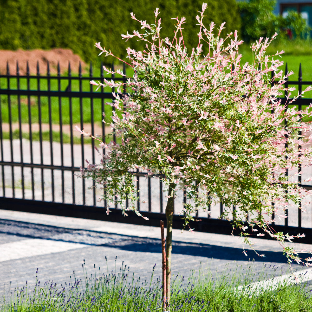 Saule Crevette sur tige - Bakker