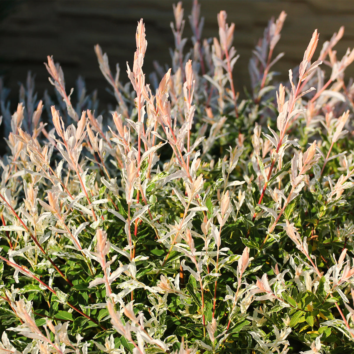 Vente Saule Crevette sur tige - Salix integra Hakuro Nishiki