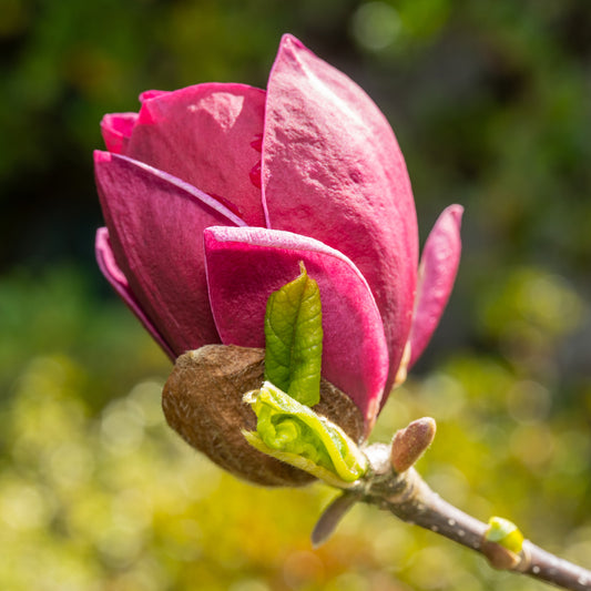 Magnolia Genie - Bakker