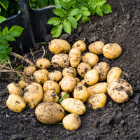 25 Pommes de terre Blanche Bio - Solanum tuberosum blanche (cn 991131) - Bakker