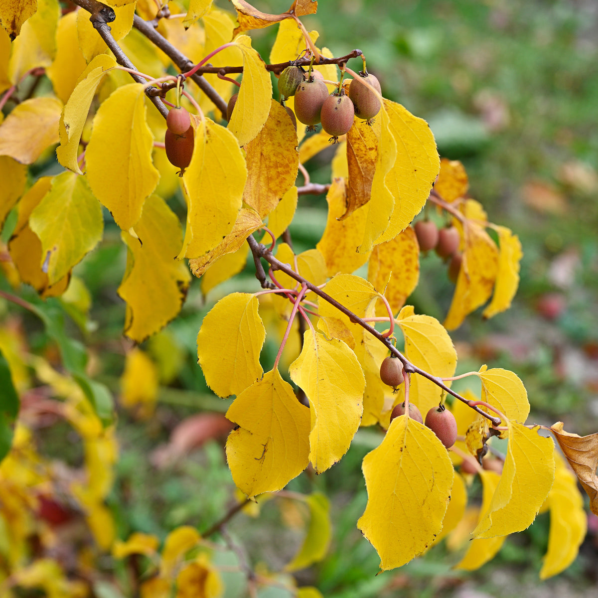 Actinidia arguta Weiki ® - Couples de Kiwis rouges Weiki ® mâles et femelles - Kiwi