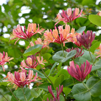 Chèvrefeuille grimpant American Beauty - Bakker