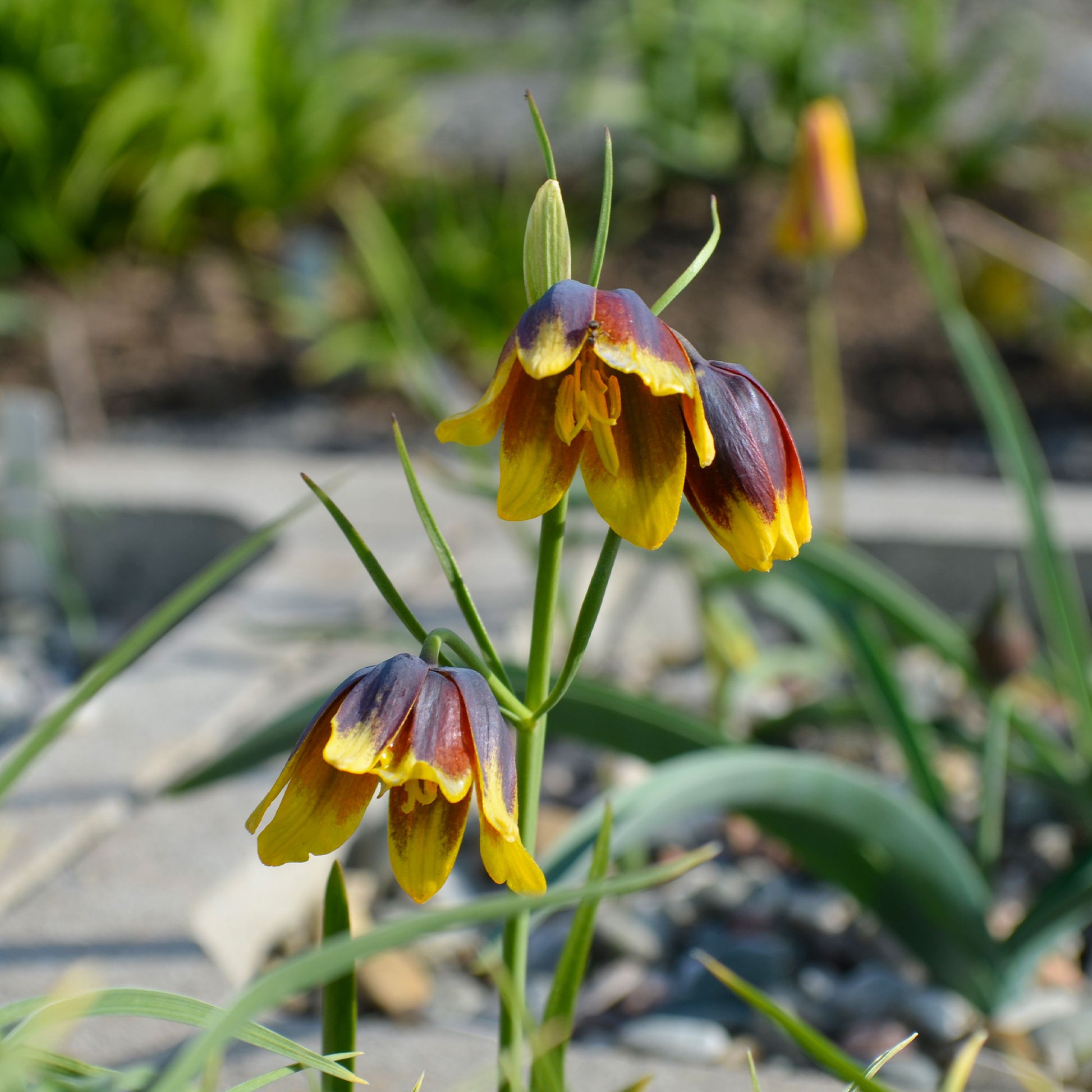 10 Fritillaires Raisin de renard - Fritillaria uva-vulpis - Bakker